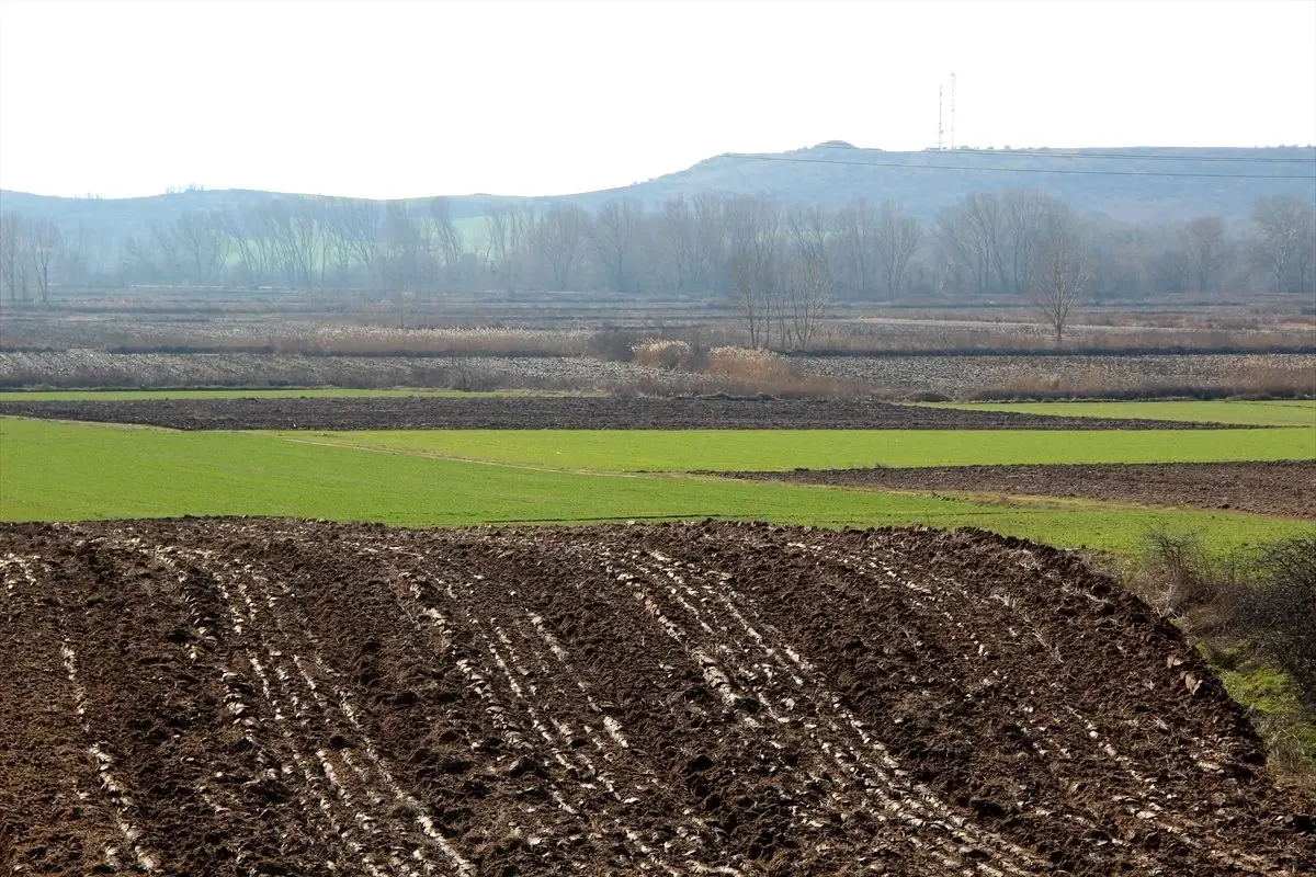 Edirne'de yağışlar mahsule 'can suyu' oldu