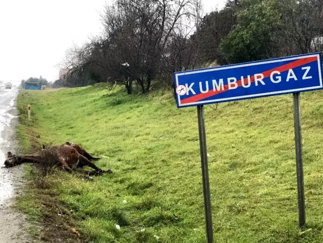 İstanbul'da korkunç kaza! Başıboş at, aracın ön camından içeri girdi İstanbul'da korkunç kaza! Başıboş at, aracın ön camından içeri girdi