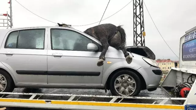 İstanbul'da korkunç kaza! Başıboş at, aracın ön camından içeri girdi İstanbul'da korkunç kaza! Başıboş at, aracın ön camından içeri girdi