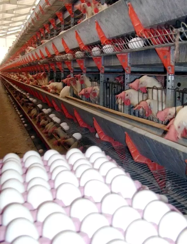 Çorum'dan 200 bin dolarlık yumurta ihracatı