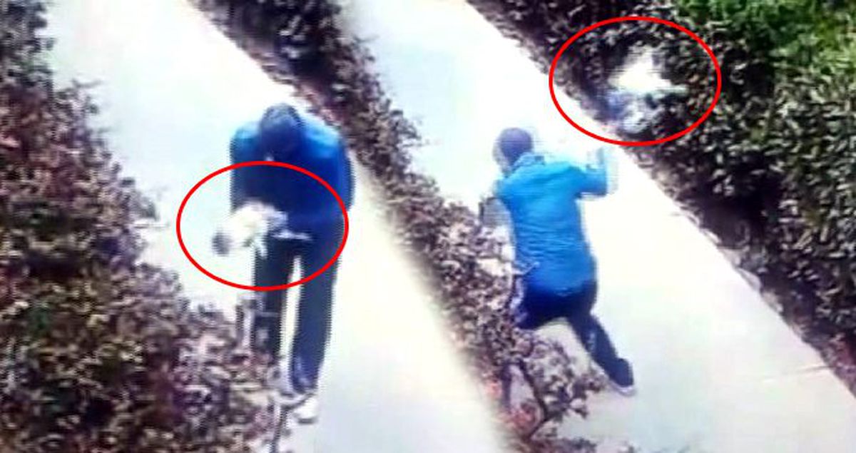 Kan donduran görüntü! Kucağına aldığı kediyi yerden yere vuran kişi kamerada