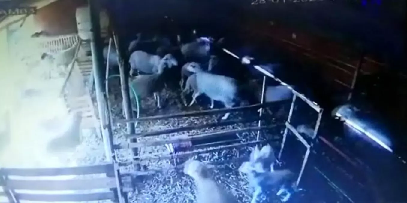 Koyunların depreme tepkisi güvenlik kamerasında