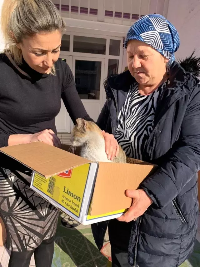 Ayağı kırık kediye sahip çıktılar Ayağı kırık kediye sahip çıktılar