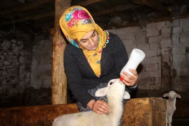 Genç kadın, 19 yaşında aldığı devlet desteğiyle 3 yıldır hayvancılık yapıyor