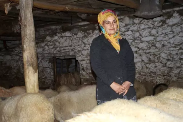Genç kadın, 19 yaşında aldığı devlet desteğiyle 3 yıldır hayvancılık yapıyor
