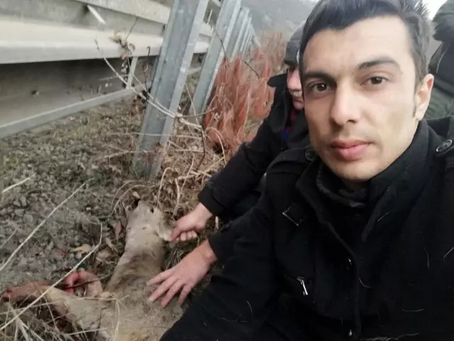 Minibüsün çarptığı karaca yaralandı Minibüsün çarptığı karaca yaralandı