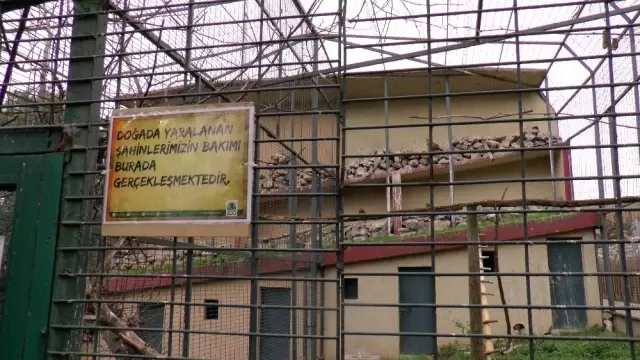 (Özel) Doğada yaralanan 'şahinler' hayvanat bahçesinde iyileşiyor (Özel) Doğada yaralanan 'şahinler' hayvanat bahçesinde iyileşiyor