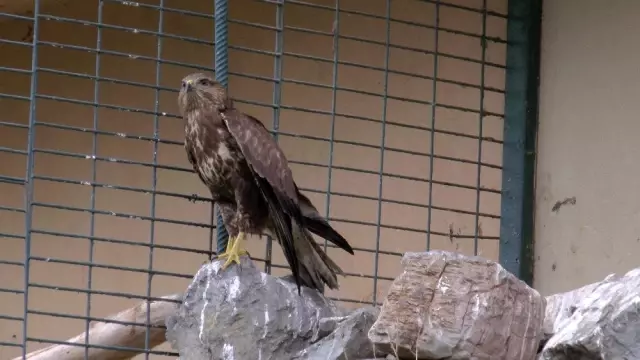 (Özel) Doğada yaralanan 'şahinler' hayvanat bahçesinde iyileşiyor (Özel) Doğada yaralanan 'şahinler' hayvanat bahçesinde iyileşiyor