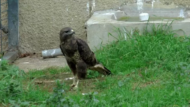 (Özel) Doğada yaralanan 'şahinler' hayvanat bahçesinde iyileşiyor (Özel) Doğada yaralanan 'şahinler' hayvanat bahçesinde iyileşiyor