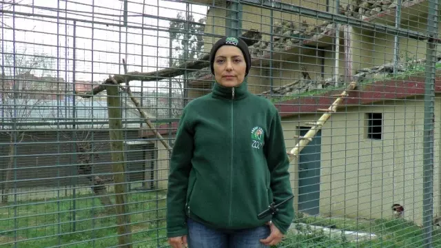 (Özel) Doğada yaralanan 'şahinler' hayvanat bahçesinde iyileşiyor (Özel) Doğada yaralanan 'şahinler' hayvanat bahçesinde iyileşiyor