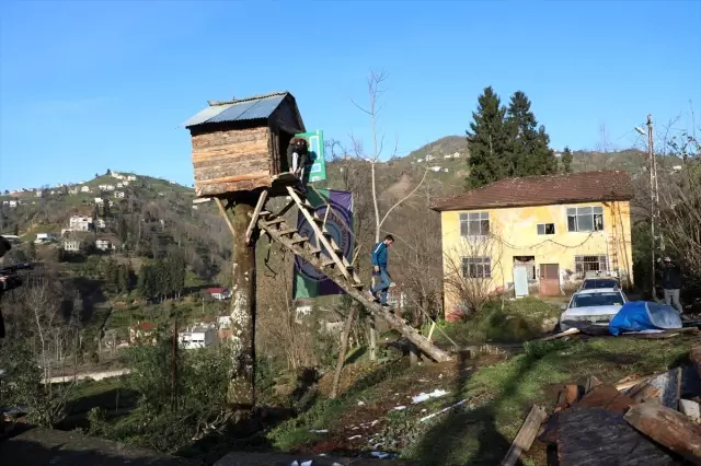 Rizeli genç 8 metre yüksekliğindeki kiraz ağacına kulübe yaptı Rizeli genç 8 metre yüksekliğindeki kiraz ağacına kulübe yaptı