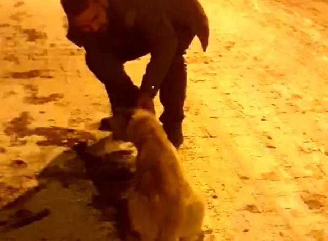 Köpeğin imdadına duyarlı vatandaş yetişti Köpeğin imdadına duyarlı vatandaş yetişti