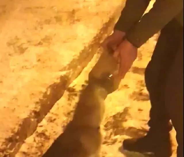 Köpeğin imdadına duyarlı vatandaş yetişti Köpeğin imdadına duyarlı vatandaş yetişti