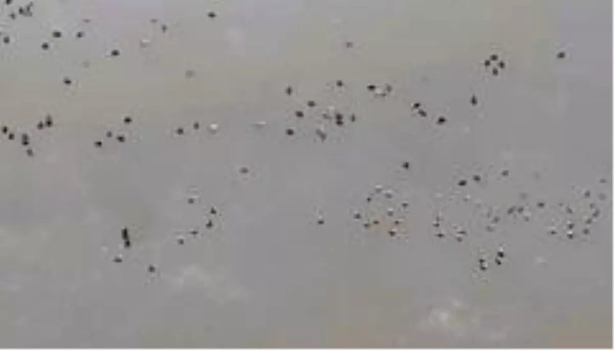 Ereğli Akgöl'de kuş sayımı