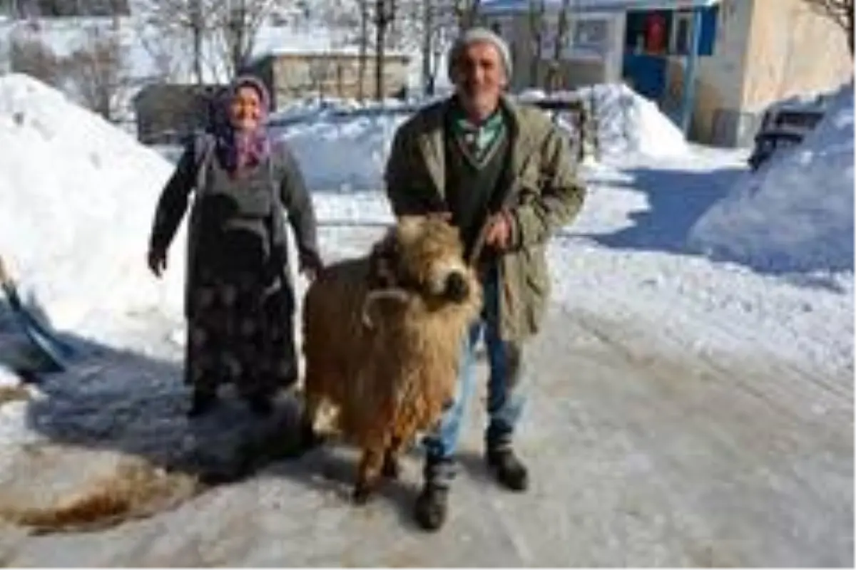 Koyunları anne-baba şefkatiyle bakıyorlar