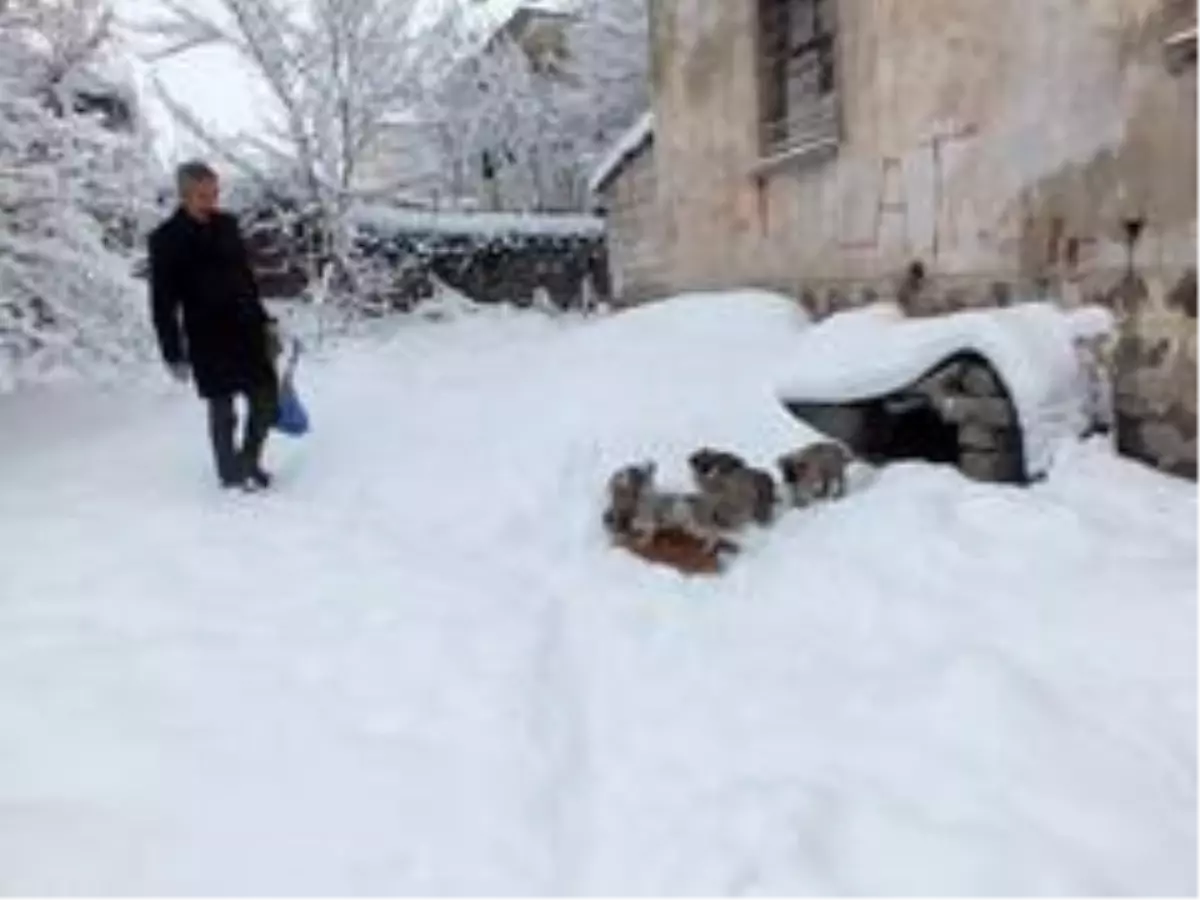 Sokak hayvanlarına mama dağıttı