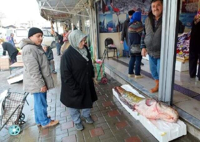 2 metrelik dev yayın balığının kilosu 30 liradan satıldı