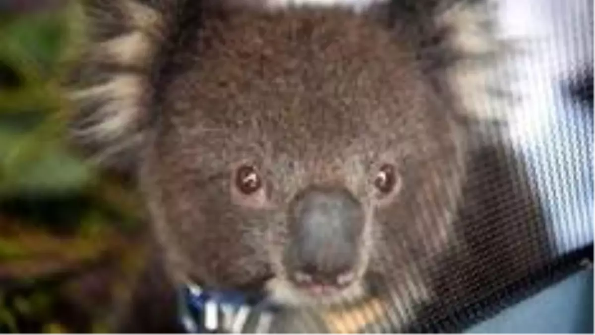 Avustralya yangınları: Ülkede kereste için onlarca koala öldürüldü, hayvan katliamı büyük öfke...