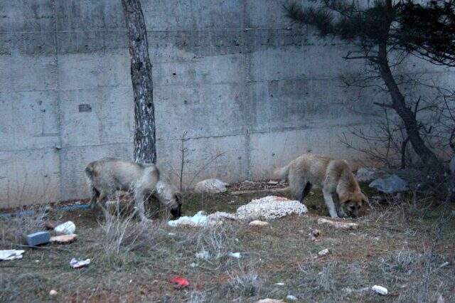 Belediye çöplüğünde 21 köpek ölü bulundu, gören isyan etti