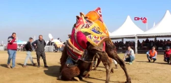 İzmir develer torbalı'da güreşti