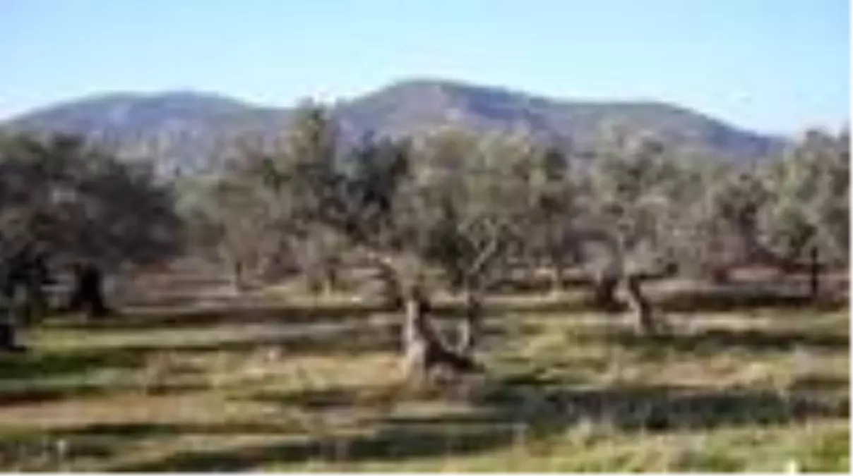 'Zeytinyağı alırken kaynağı bilinen ürünler tercih edilmeli.' uyarısı