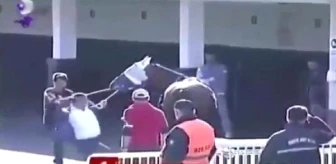 Atına şiddet gösteren sahibe ceza geliyor