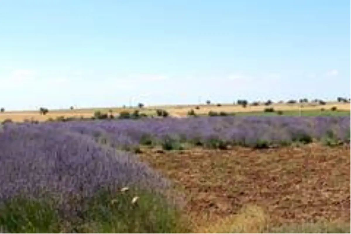 Kırklareli tarımına 7 milyonluk destek