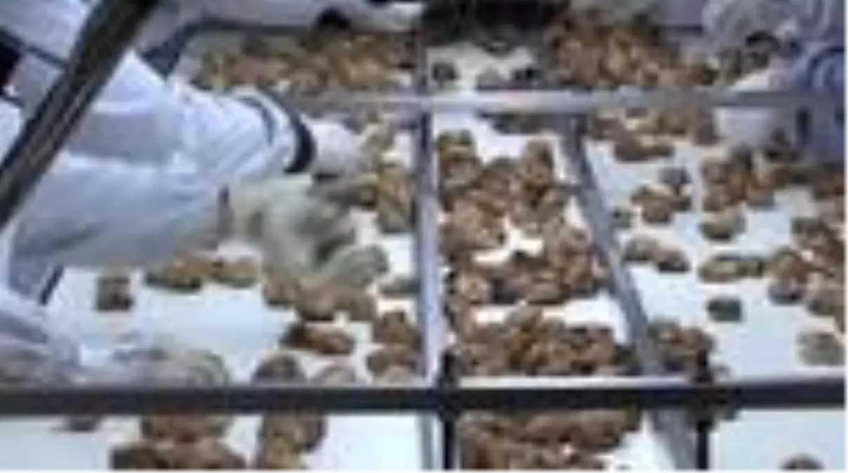 Kuru incir ihracatı yüz güldürüyor