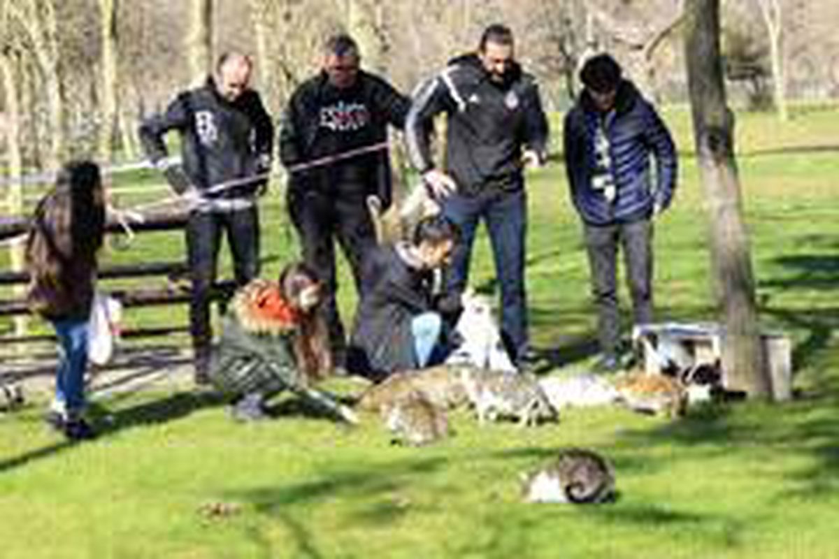 Manisa�da Beşiktaşlı taraftalar kedileri �Ev�lendirdi Haberler