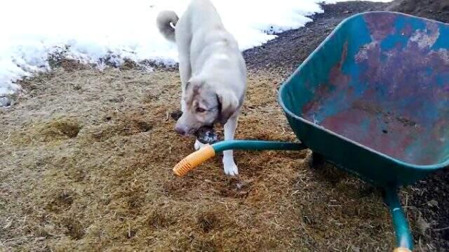 Ölen yavrusunu kendisi gömen köpek, izleyenleri duygulandırdı