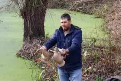 Avcılardan kurtarılan ördekler doğaya salındı
