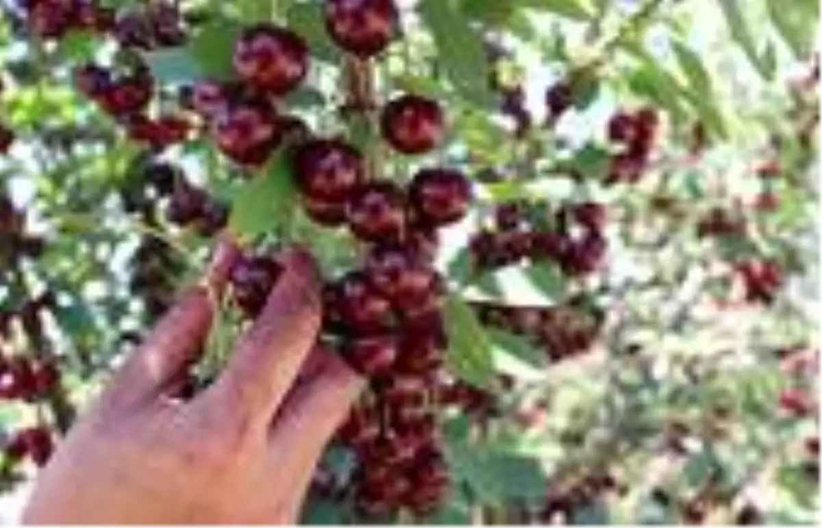 Kütahya Vişnesi “Coğrafi İşaret” aldı