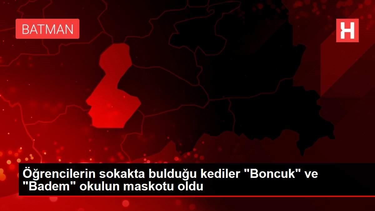 Öğrencilerin sokakta bulduğu kediler Öğrencilerin sokakta bulduğu kediler