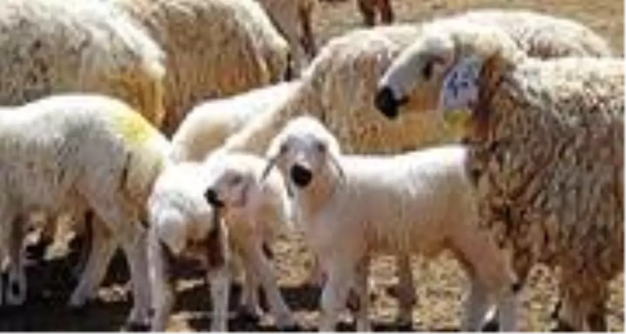 Ağız sütünün yeterli verilmemesi kuzuları öldürüyor