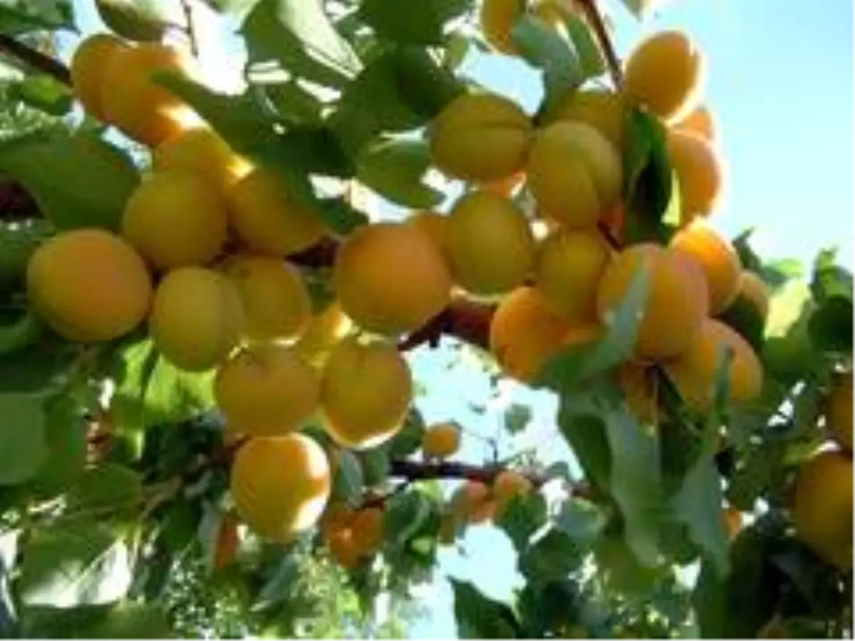 Kayısı için sigorta zamanı