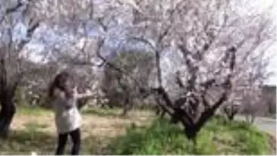Badem Çiçeği Festivali başladı Badem Çiçeği Festivali başladı