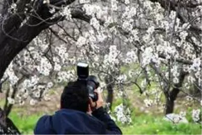 Datça, 'Badem Çiçeği' şenliği ile ısındı Datça, 'Badem Çiçeği' şenliği ile ısındı