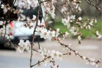 Datça, 'Badem Çiçeği' şenliği ile ısındı Datça, 'Badem Çiçeği' şenliği ile ısındı