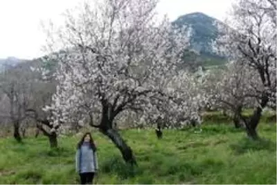 Datça, 'Badem Çiçeği' şenliği ile ısındı Datça, 'Badem Çiçeği' şenliği ile ısındı
