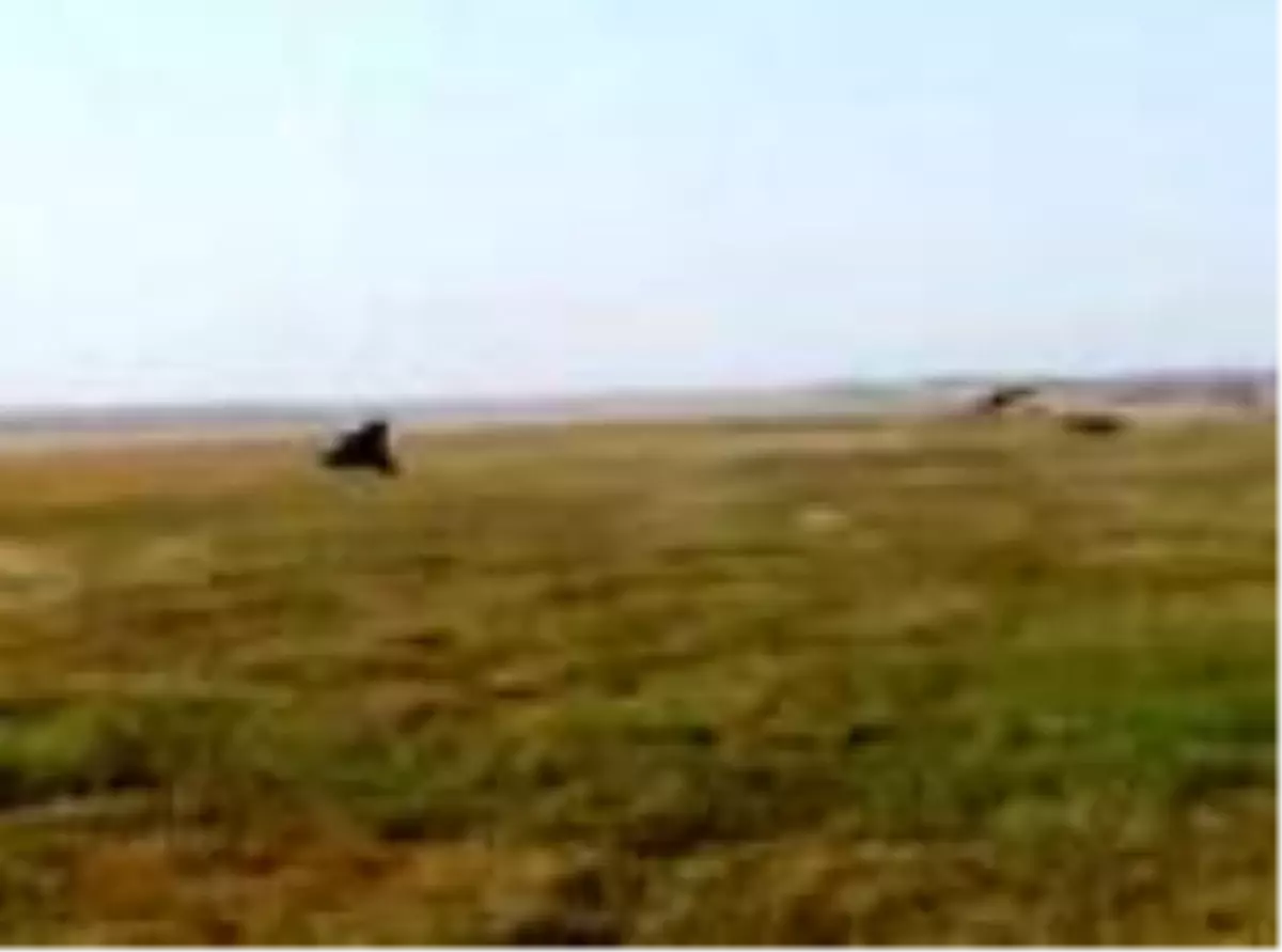 Havalimanı pistene giren maymunları ayı kostümüyle kovaladı