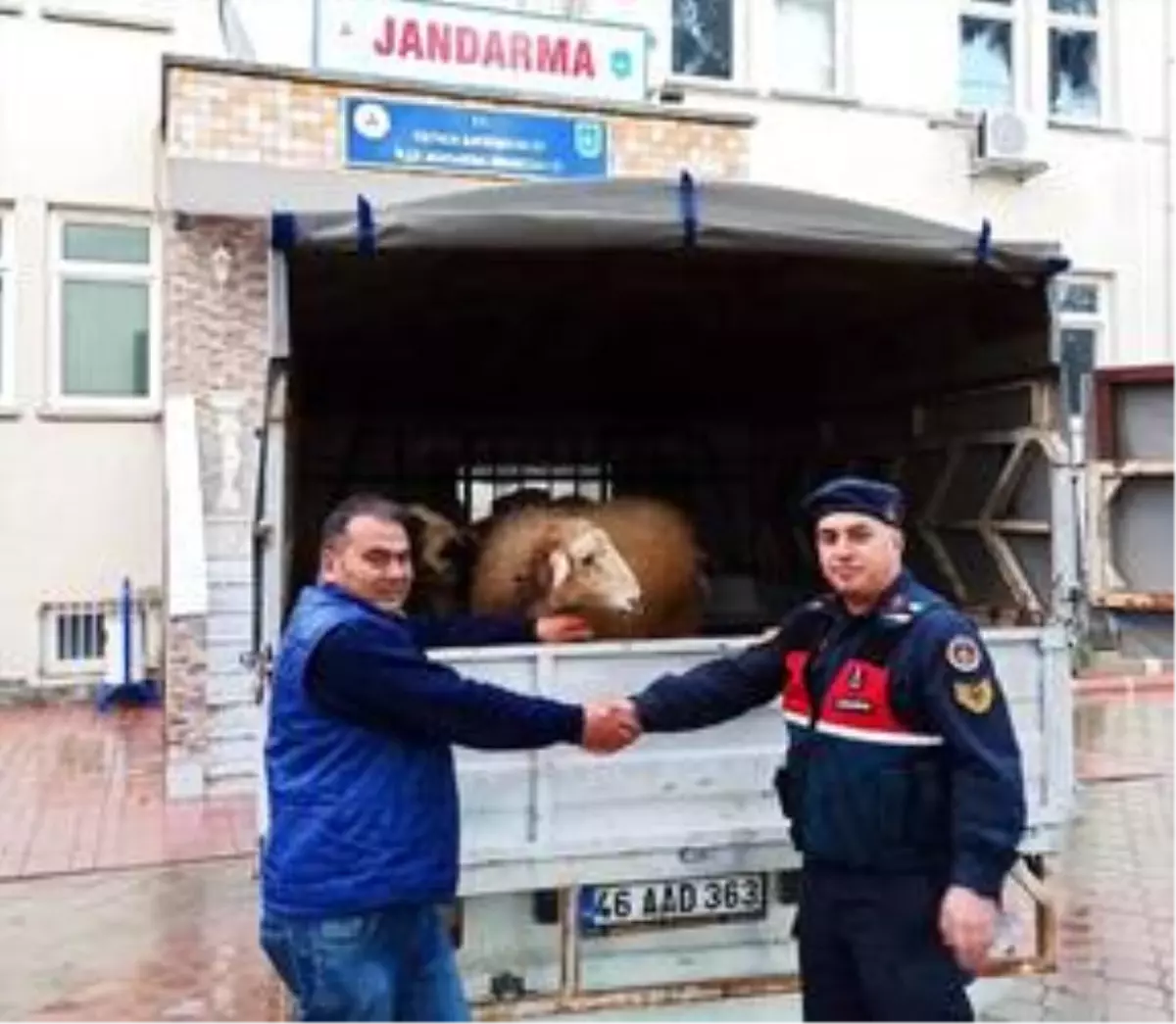 Muğla�da küçükbaş hayvan hırsızlığıyla ilgili yakalanan 3 şüpheliden 1