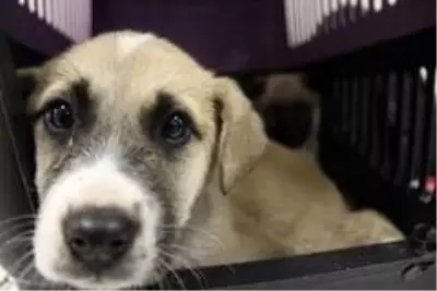 Yavru köpekler hukuk dersinde
