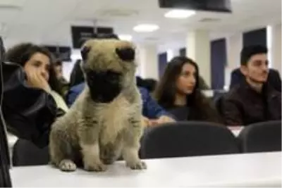 Yavru köpekler hukuk dersinde