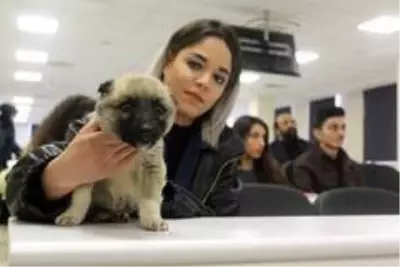 Yavru köpekler hukuk dersinde