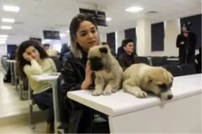 Yavru köpekler hukuk dersinde