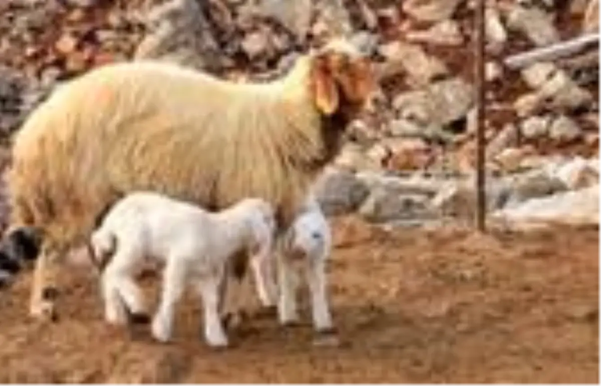 Küçükbaş hayvancılık sektörü 2023'e odaklandı