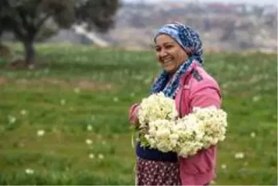 Nergis üreticinin yüzünü güldürdü Nergis üreticinin yüzünü güldürdü