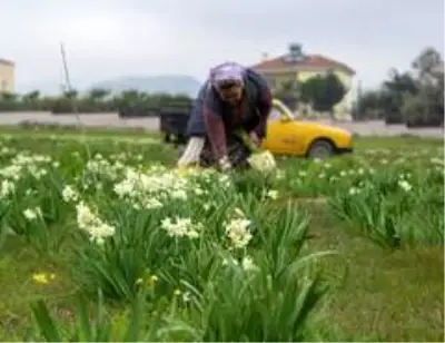Nergis üreticinin yüzünü güldürdü Nergis üreticinin yüzünü güldürdü