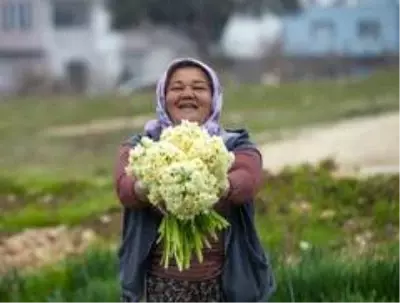 Nergis üreticinin yüzünü güldürdü Nergis üreticinin yüzünü güldürdü