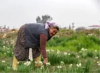 Nergis üreticinin yüzünü güldürdü Nergis üreticinin yüzünü güldürdü